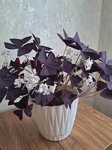 dibçək güllərinin satışı: Ev dibçəyi 100 man — 2