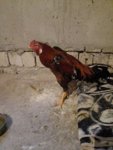 Куры: Петух, Indonesiya, лет: 1, Самовывоз — 8