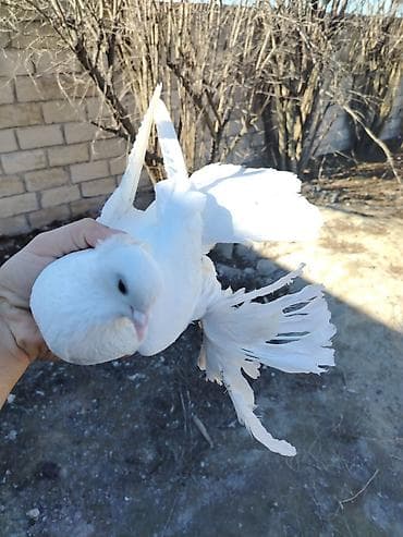 Balıqlar: Dekarativ Göyərçin Satılır Erkəydi oynaq olub olmadığını bilmirəm — 2