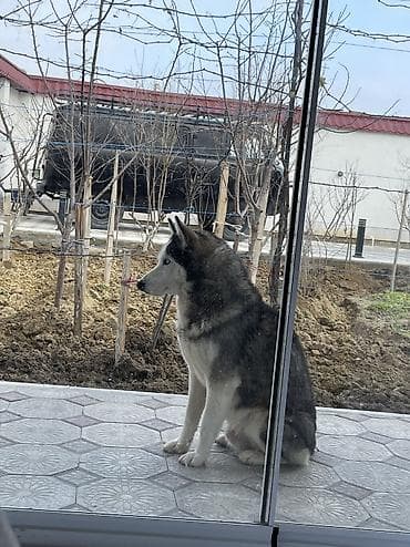 tuklu itler: Xaski, 11 ay, Erkek, Ünvandan götürmə — 4