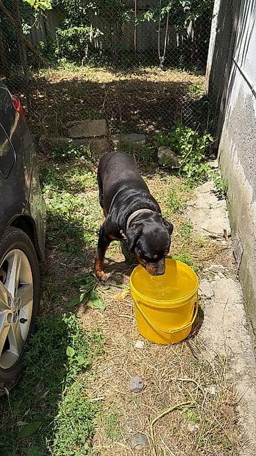 cane corso tap az: Rotveyler, Peyvəndli — 2