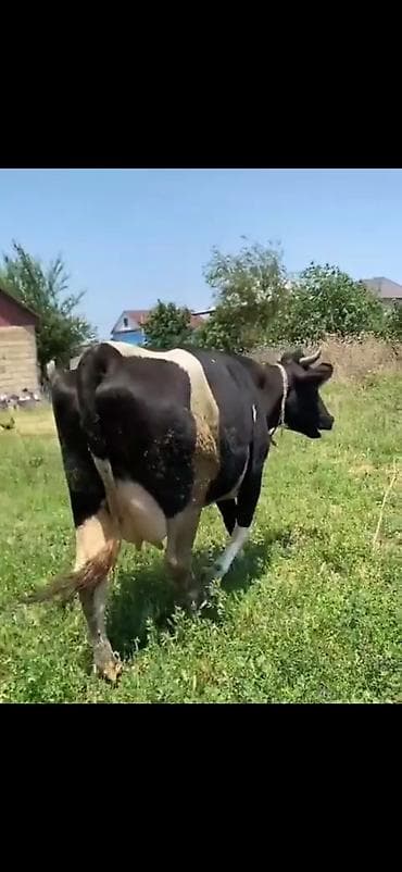 heyvanlara qoyulan adlar: Satılır: inək buzovla - Növ: süd istiqamətli inək, yanında erkək/dişi — 8