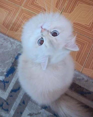 pişik ucuz: Qızıl şinşilla, Erkək, Cütləşmə üçün, Ünvandan götürmə — 2