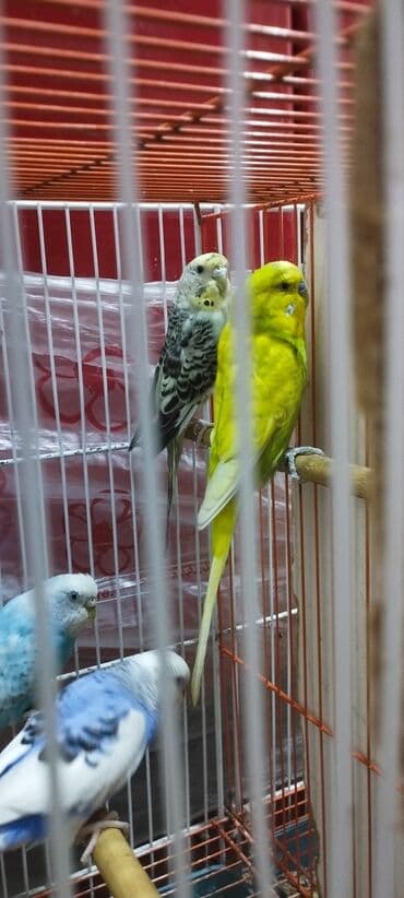 hazır hicablar: Hazır balalayan iki cüt tutuquşular. Yaxşı bala verirlər. Qiymət bir — 5