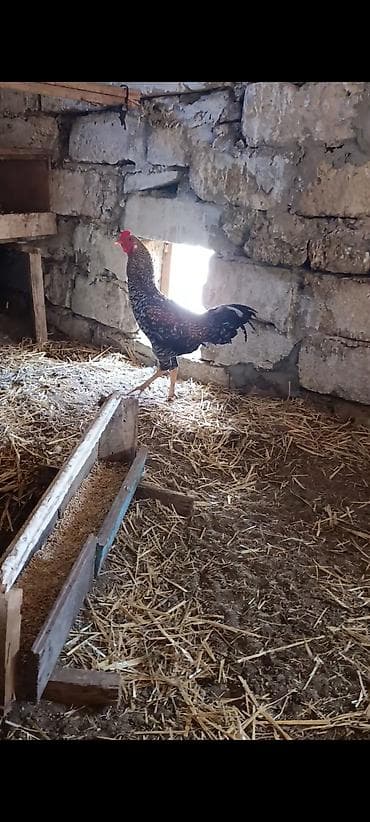 Toyuq, Brama, Yumurtalıq