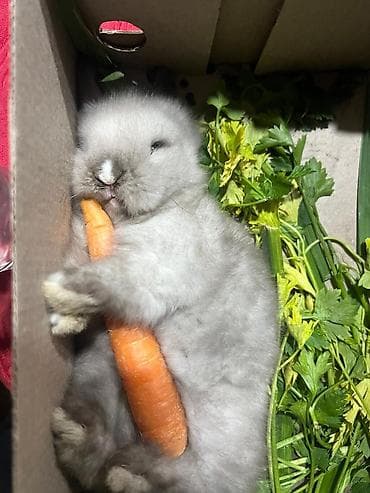 pitbul balaları: 🐰Dekorativ Lionhead bala dovsanlar 1 ayliq saglam, aktiv ve cox sirin — 3