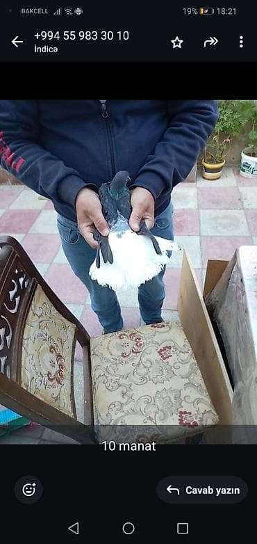 göyerçinlər: Qara-ağ rəngli göyərçin - Növ: ev göyərçini - Rəng: üst hissə tünd — 1