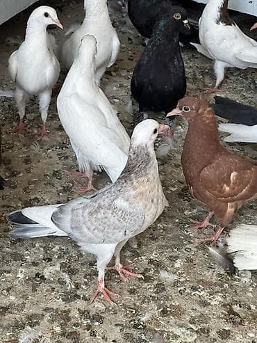 Salam tergizme quwlardi oz quwlarmdi pul Lazm olduqu ucun satram her lalafo.az -da Salam tergizme quwlardi oz quwlarmdi pul Lazm olduqu ucun satram her