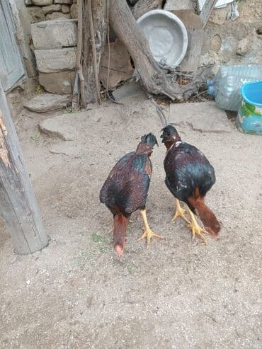 Qazlar: Toyuq cücələri, Ətlik — 2