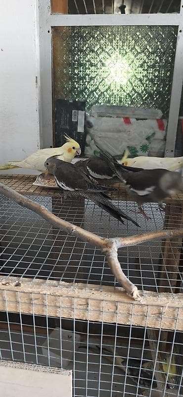 tutuquşlar: Salam. 6 ədəd boz korella balalaridir. 2 və 6 aylıq balalardi. Səsləri — 4