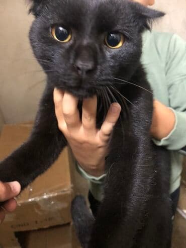 ağ pişik satışı: Britan, Erkək, Ödənişli çatdırılma — 1