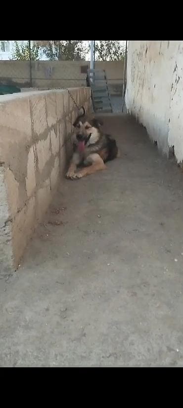 cib itleri: Xaski, 1 ay, Erkek, Peyvəndli, Ünvandan götürmə — 7