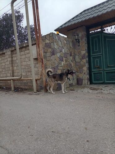 Qurdbasar, 2 il, Erkek, Peyvəndli, Ünvandan götürmə