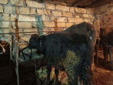 Qazlar: Erkey danalardır bordaga yarayır 3də ərkəydi qiymətdə cüzi endirim — 5