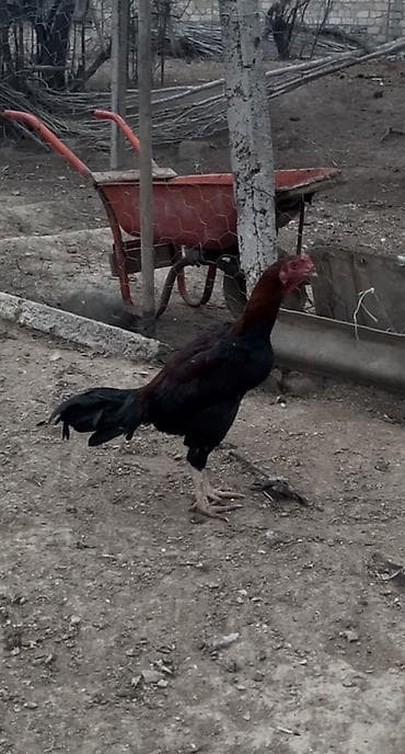 Inəklər, öküzlər: 6 aylıx çolpadı banlamır xam çolpadı cinsi qanı yaxşı heyvan balasıdı — 2