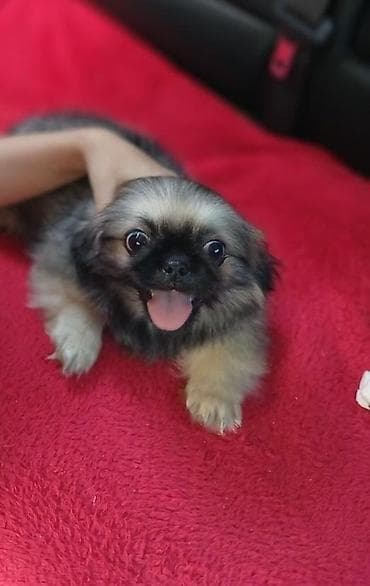 heyvan: Pekines, Peyvəndli — 1