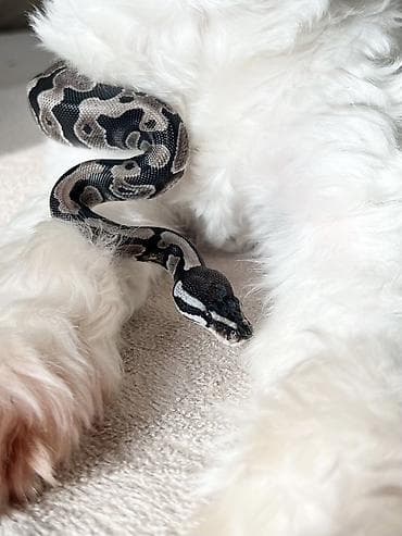 🇦🇿 Satışda kral pitonu balaları var 🐍 Kral pitonu çox böyük ölçülərə lalafo.az -da 🇦🇿 Satışda kral pitonu balaları var 🐍 Kral pitonu çox böyük ölçülərə