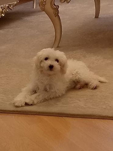 gence itler: Malta bolonka, 2 ay, Dişi, Ünvandan götürmə — 4