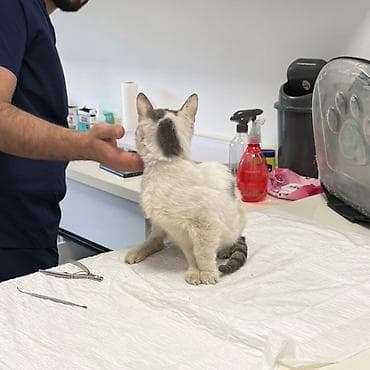 Кошки: Американская короткошерстная, Самец, В добрые руки, Бесплатная доставка — 5