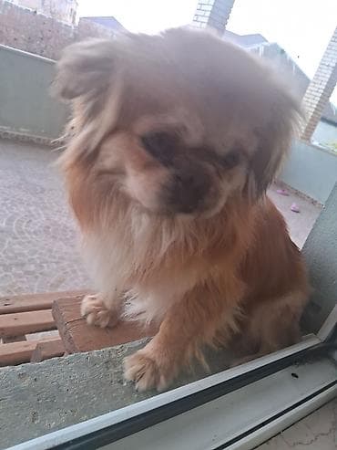 Pekines