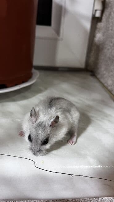 hemıstır: Djunqar cinsli xamyaklar - Kiçik ölçülü, sakit və mehriban xasiyyətli — 1