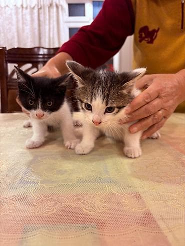 şotlant pişik: Sahiblendirilir.dermanlari verilib.4 dene baladi.tertemizdiler — 7