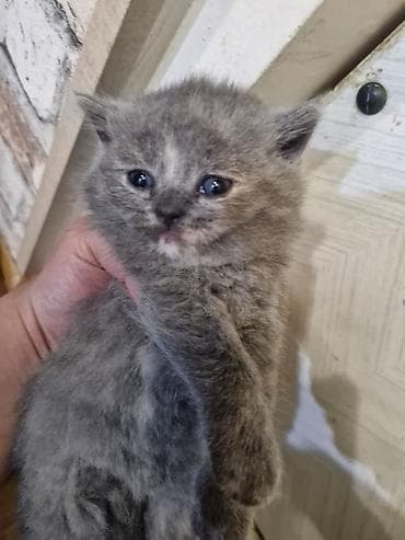 syam pişik: Boz tüklü balaca pişik balası - Cins: uzun tüklü, yumru üz quruluşlu — 1