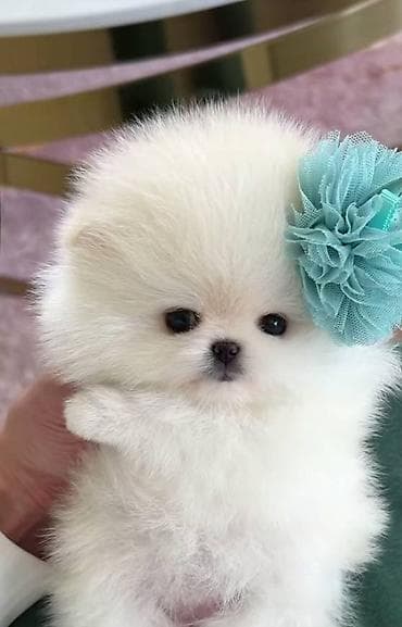 golden retriver it: Şpitz, 2 ay, Dişi, Sənədli, Ünvandan götürmə — 1