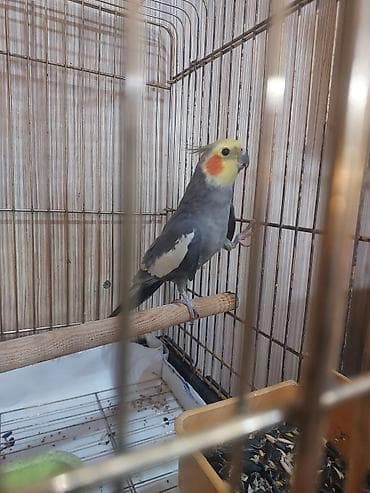 Другие птицы: Hazir erkey karela tam saglam aktiv qusdu tek oldugu ucun satilir — 3