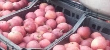 Qırmızı alma — təzə yığım, çeşidlənmiş və səbətlərdə saxlanılır.100