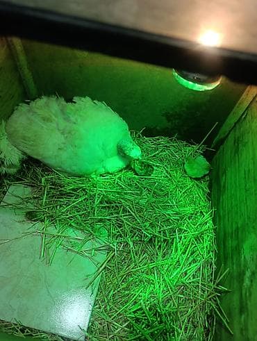 hinduşka balalari: Bir ana 6 hinduska balalari satilir. Ana ag kanada, balalar bronz ve — 3