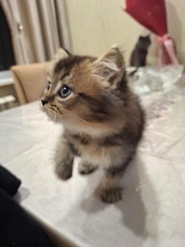 qaz balasi: Britan — 3