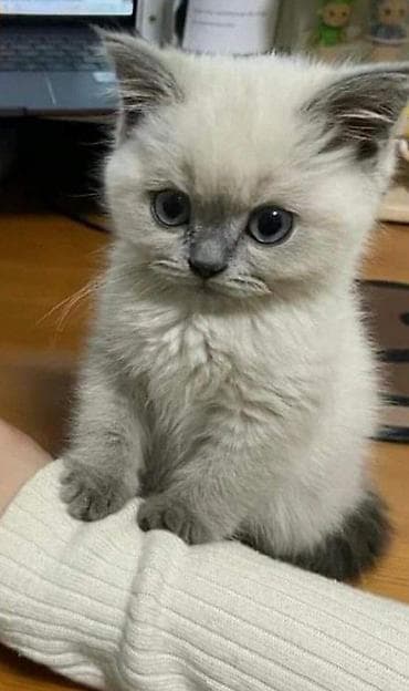 siam satisi: İlan: Saf cins pişik balaları - Növlər: Siqamese (siam), ağ uzun — 8