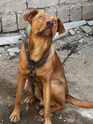 it paltarı: Sağlam dözümlü erkəy itdi. səsi güclü və çox hürməsi səbəbindən — 2