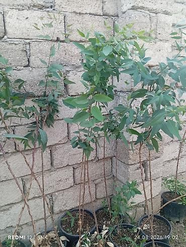 Ekalipt (Eucalyptus) fidanları – qablarda - Bitki: Eucalyptus spp lalafo.az -da Ekalipt (Eucalyptus) fidanları – qablarda - Bitki: Eucalyptus spp