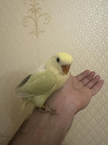 qus sesi: Salam 1 aylığ balalardı.Hamsı tam sağlamdır.Ələ öyrəşdirmək olar — 1
