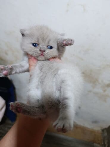 pisi: Şotland, Erkək, Ödənişli çatdırılma — 3