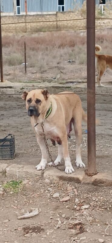 sərab çoban iti: Qurdbasar, 3 il, Dişi, Peyvəndli, Ödənişli çatdırılma — 5