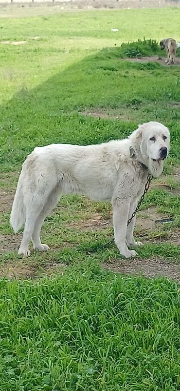 Alabay, 1 il, Erkek, Peyvəndli, Pulsuz çatdırılma