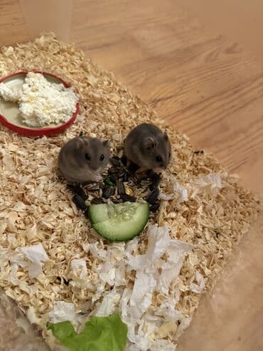 hamster satış: Hamster balaları – Cırtdan növü Təsvir: - Şəkillərdə cırtdan hamster — 3