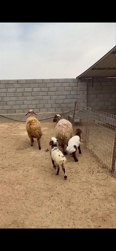 heyvan sahibləndirmə: Mal-qara: ana qoyunlar və quzular Təsvir: - Qapalı həyətdə saxlanılan — 1