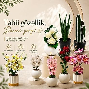 pion gülü: Kataloq Əşya və ya xidmət axtarışı Tap Yeni elan Süni və dekorativ — 1