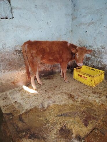 dişi danalar: Maşallah yeyimcil heyvandı dam maldı — 3