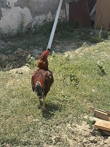 heyratı pleymut: Məhsul: Xoruz (yerli cins) Təsvir:salam hərkəsə heyratı xoruzdu 90 — 1