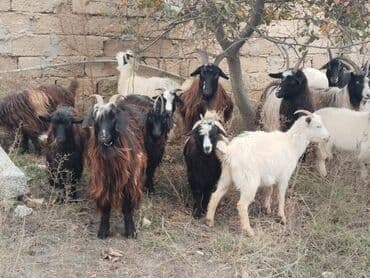 Quşlar: Təsvir: - Şəkillərdə müxtəlif rəngli (qara, qonur, ağ və qarışıq) uzun — 1