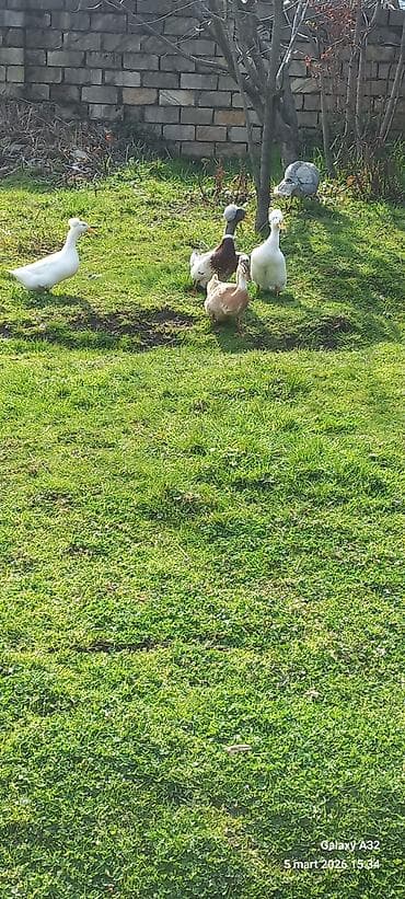 Salam.Şəkildə gördüyünüz kəkilli ördəklərin təzə,mayalı yumurtası