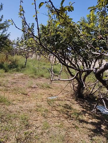 xırdalanda həyət evi: 10 sot, Tikinti, Mülkiyyətçi, Kupça (Çıxarış), Bələdiyyə, Texniki pasport — 7