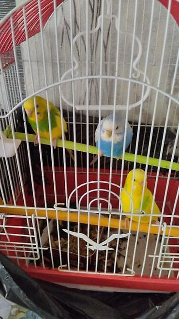 Попугаи: 2 disi bir erkek. Qefesle birge qiymeti 40 manat. Videolarida var — 2