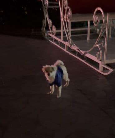 Запонки: Pomerian ve pikines qarışımı. 4 aylıq, erkek cinsi. Oynağan itdir at lalafo.az — 3 Запонки: Pomerian ve pikines qarışımı. 4 aylıq, erkek cinsi. Oynağan itdir — 3