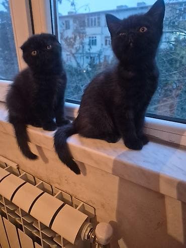 Şotland yastı qulaq, Erkək, Dişi, Yaxşı əllərə, Ünvandan götürmə, Pulsuz çatdırılma, Ödənişli çatdırılma — 7